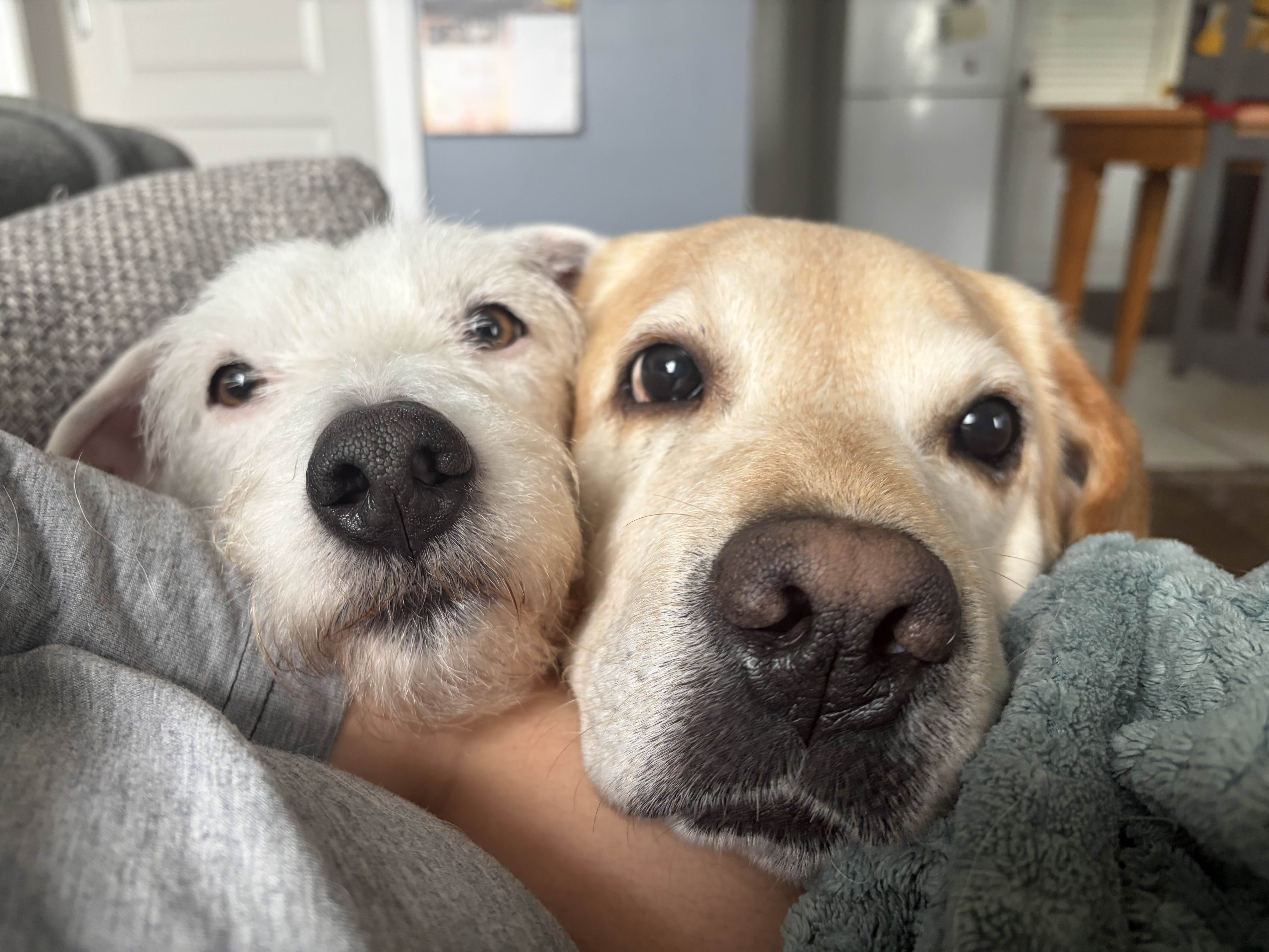 Mes animaux